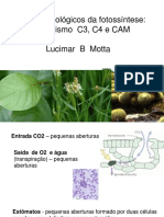 Aspectos ecológicos da fotossíntese C3, C4 e CAM