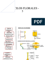 Verticilos Florales 5