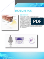 Fibroblasto 1