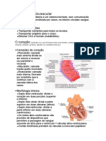 Sistema Cardiovascular