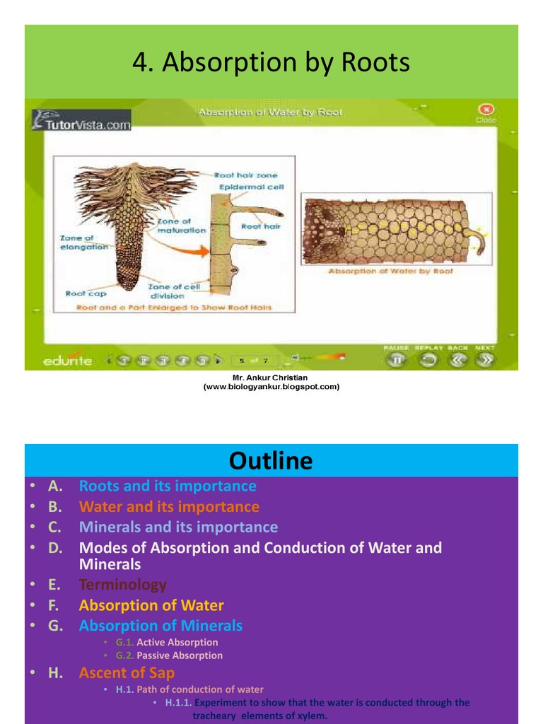 👍 Passive absorption of water in plants. Passive Absorption of Water in