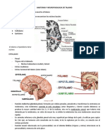 Anatomia y Neurofisiologia de Talamo
