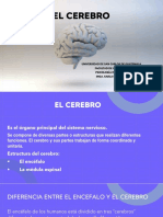 Estructura y funciones del cerebro humano