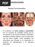 Senos Paranasales