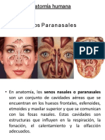 Senos Paranasales