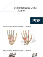 Musculos Lumbricales de La Mano