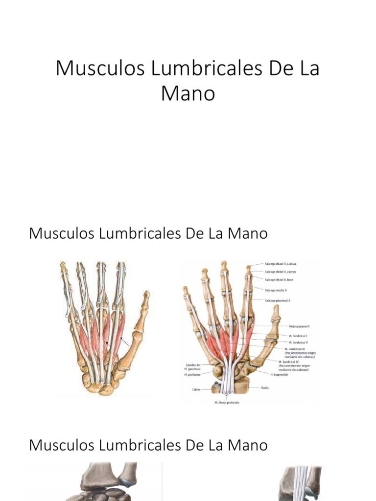 Musculos Lumbricales de La Mano PDF