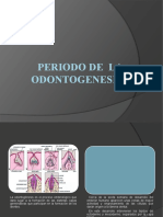 Periodo de La Odontogenesis