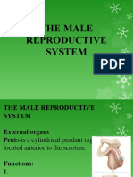 The Male Reproductive System Explained
