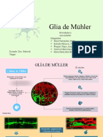Glía de Mühler