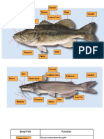 Fish anatomy and functions