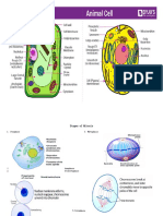 Cell Cycle and Cell Parts