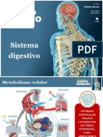 Sistema digestivo e metabolismo celular