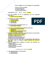 Desarrollo pulmonar sacular terminal