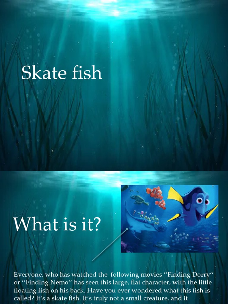 Skate Fish PDF Fish Aquatic Animals