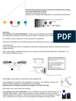 Metabolismo 1º Bach