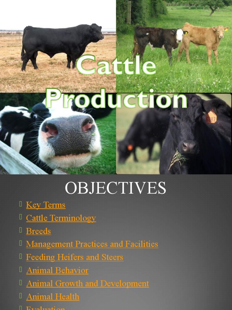 Cattle Production PDF Cattle Dairy Cattle