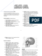 Terminología antropológica: Puntos geométricos y óseos del cráneo