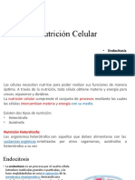 Nutrición celular: endocitosis, fotosíntesis y tipos de nutrición