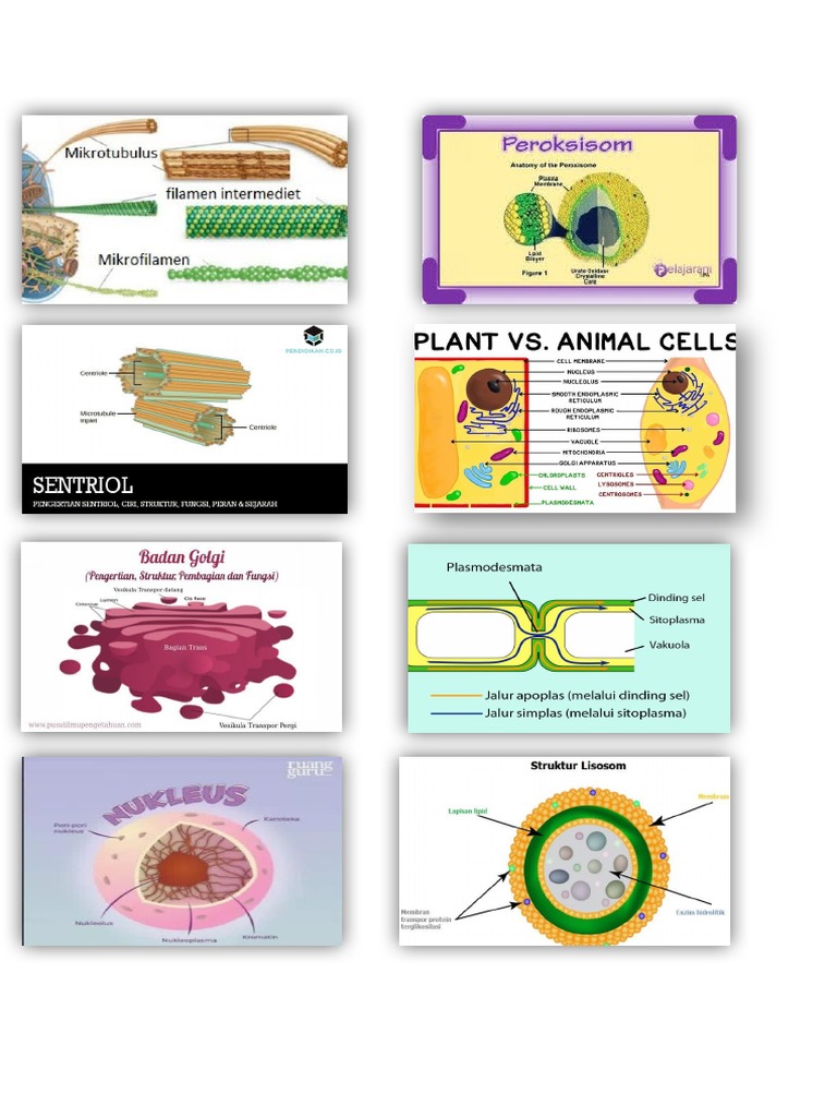 sat-bio-pdf