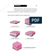 DLaboratory Actiivty 4 - Tissues