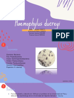Haemophylus Ducreyi