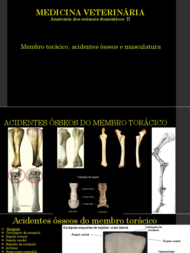 Anatomia Dos Animais Domesticos Pdf Membros Anatomia Sistema