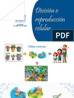 Ciclo Celular - Mitosis y Meiosis