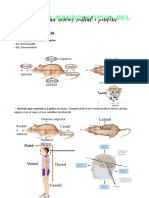 T2 Anatomia Macroscopica