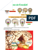 T4 Tronc de Encefal