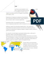 Hirundo Rustica