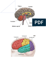 El Cerebro