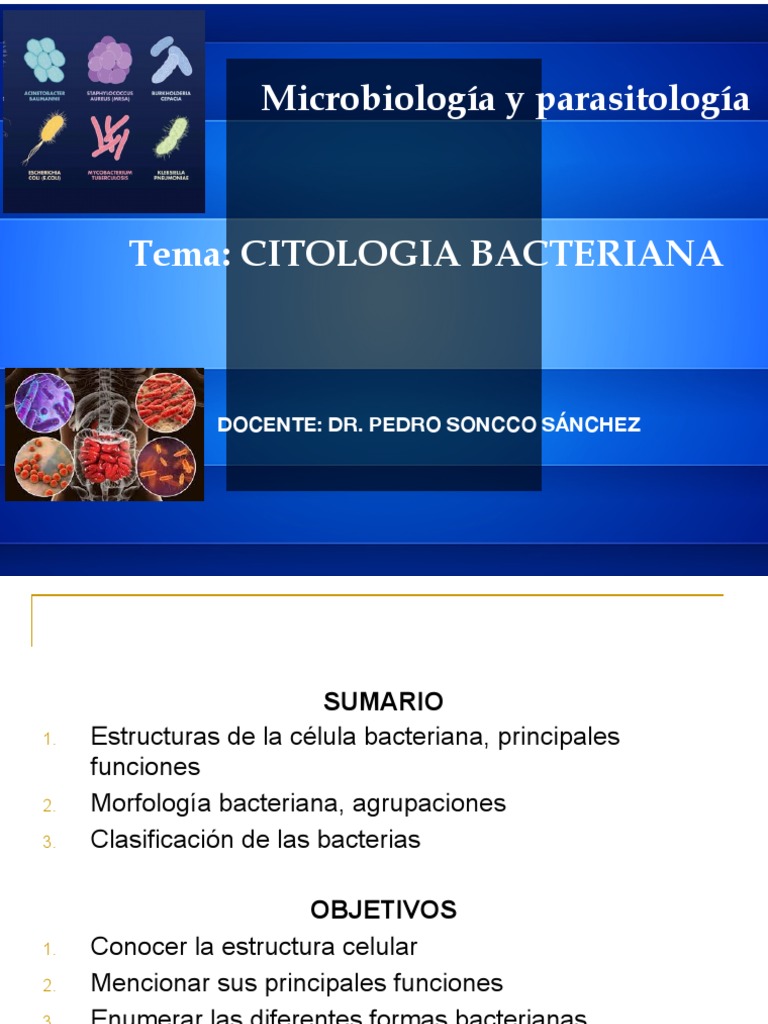Estructura y Clasificación de Bacterias | PDF | Las bacterias ...