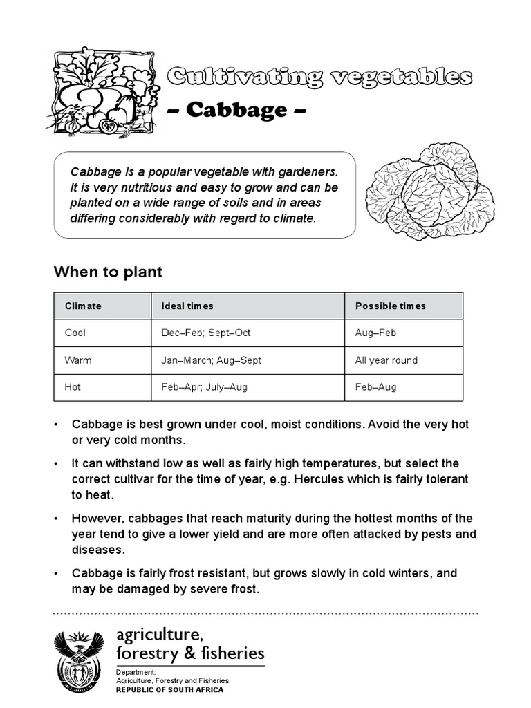 Vegetables Cabbage PDF Cabbage Soil