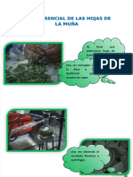 PDF Aceite Esencial de Las Hojas de La Muna DL