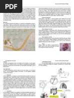 Strongyloides stercoralis