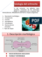 Fisiología del eritrocito: transporte de oxígeno y metabolismo del hierro