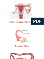 Sistema Reproducctor Femenino - Semana 1