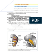 Sistema Respiratorio