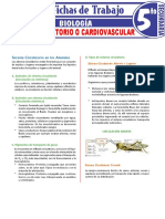 Sistema Circulatorio o Cardiovascular para Quinto Grado de Secundaria