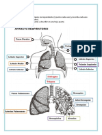 ACTIVIDAD 1 Sistema Respiratorio