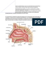 Morfofisiologia