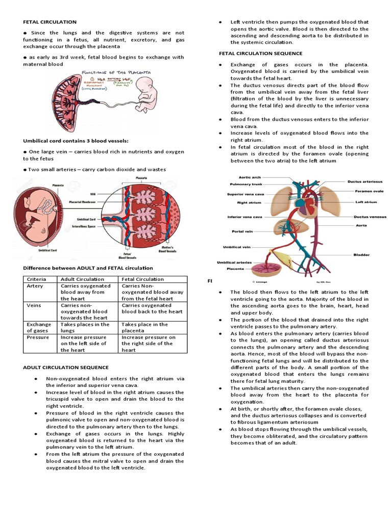 Ncbi Fetal Circulation Pdf | Physiology, Fetal Circulation – MVFG