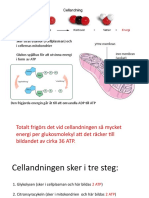 Cellandningen - elevex