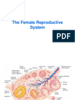 Female Reproductive System