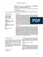 Capacidad de Depredación de Chrysoperla Carnea Sobre Nysius Sp. Plaga de La Quinua, A Nivel de Laboratorio en La Irrigación Majes - 2017