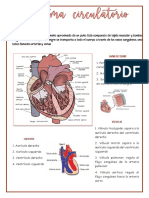 Sistema Circulatorio