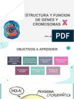 02 Estructura y Funcion de Genes y Cromosomas
