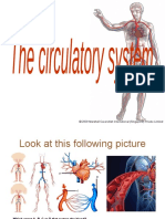 Human Circulatory