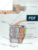 Tarea 1. Estructura Del Músculo.